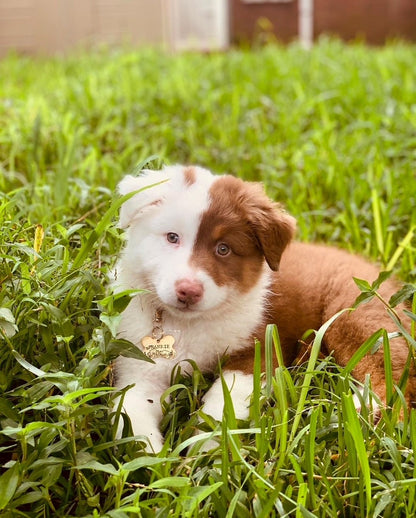 DOG BONE
