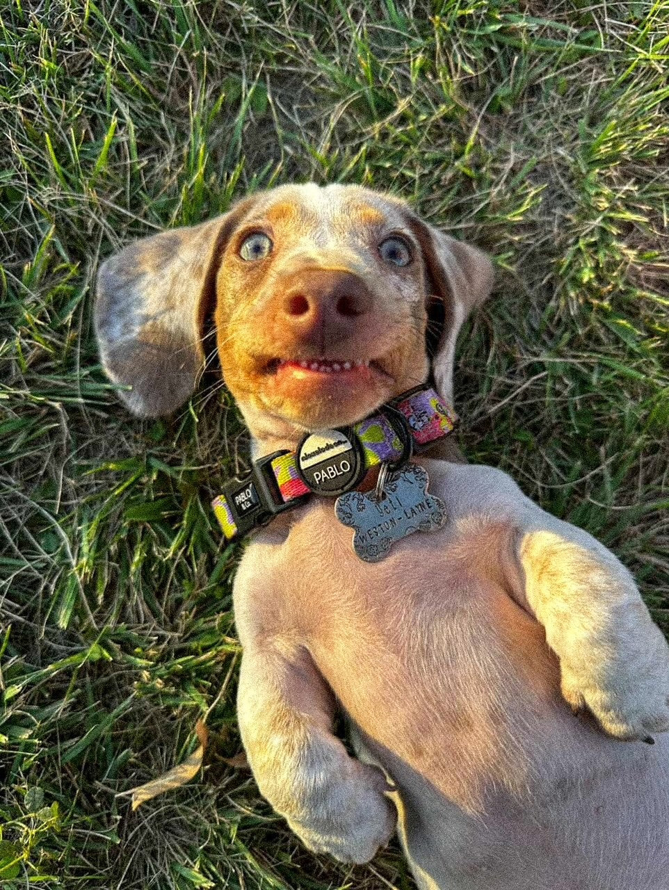 DOG BONE