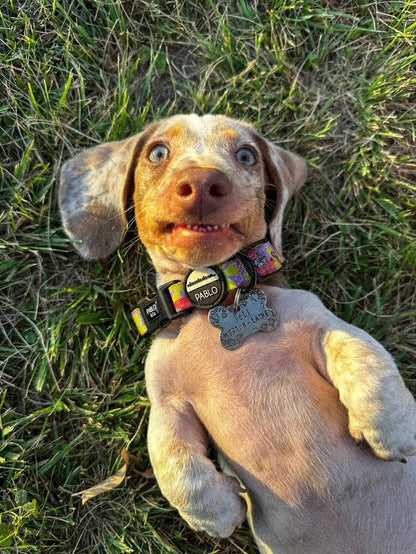 DOG BONE